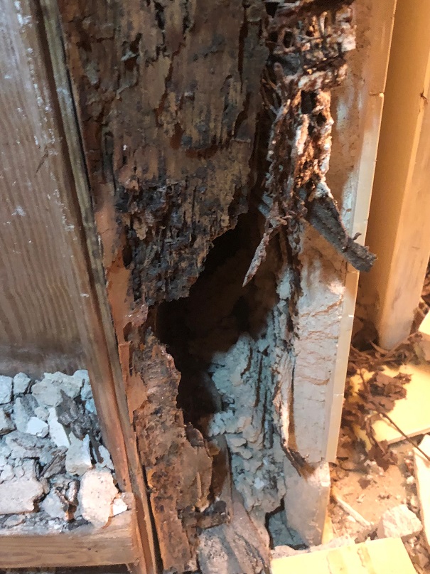 Termite infestation