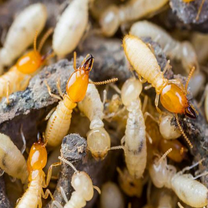 Termites Pest Control Gallery