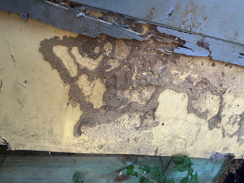 Termites mud tunnels-mud tubes infestition