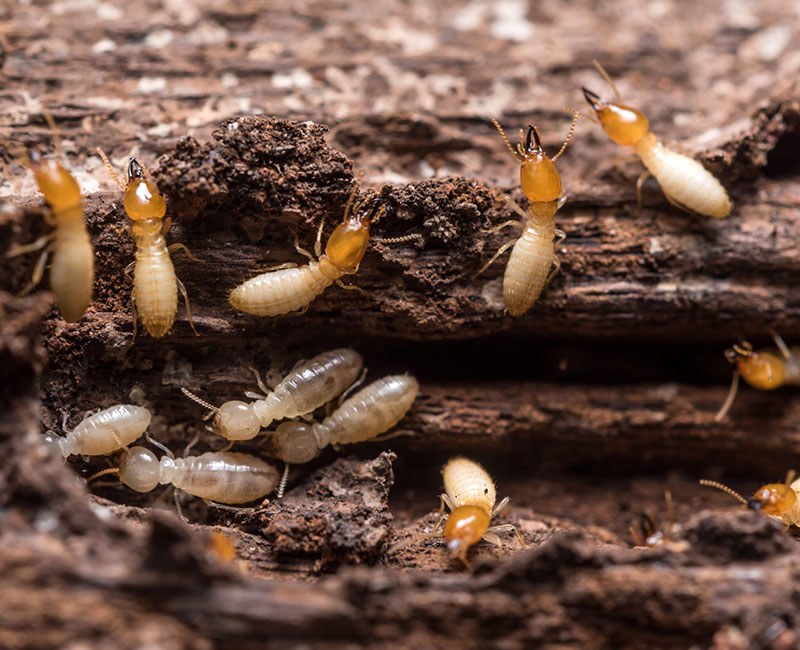 Termites