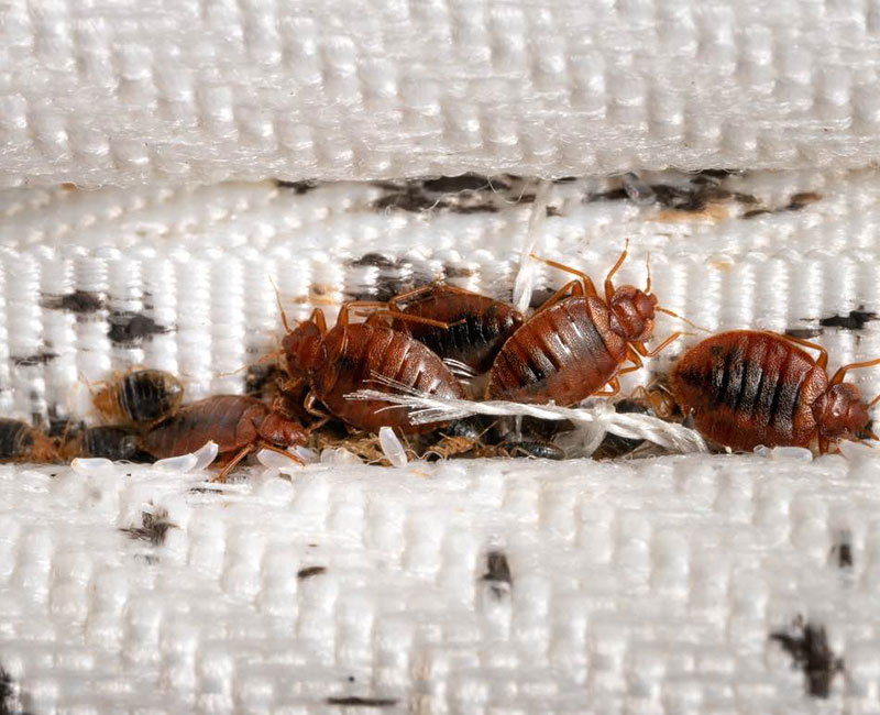 Bed Bug Treatment