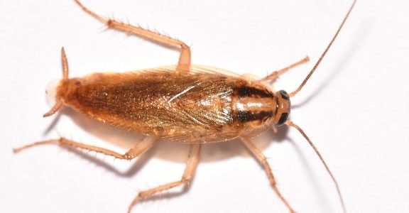 German Cockroaches German Cockroaches